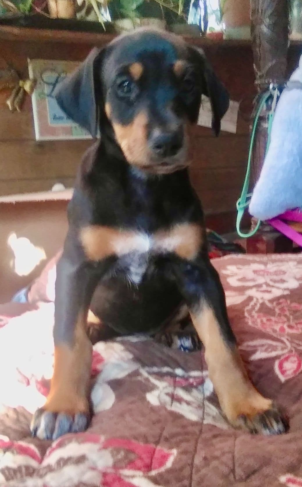 Doberman Pinscher Puppies breeder image 1