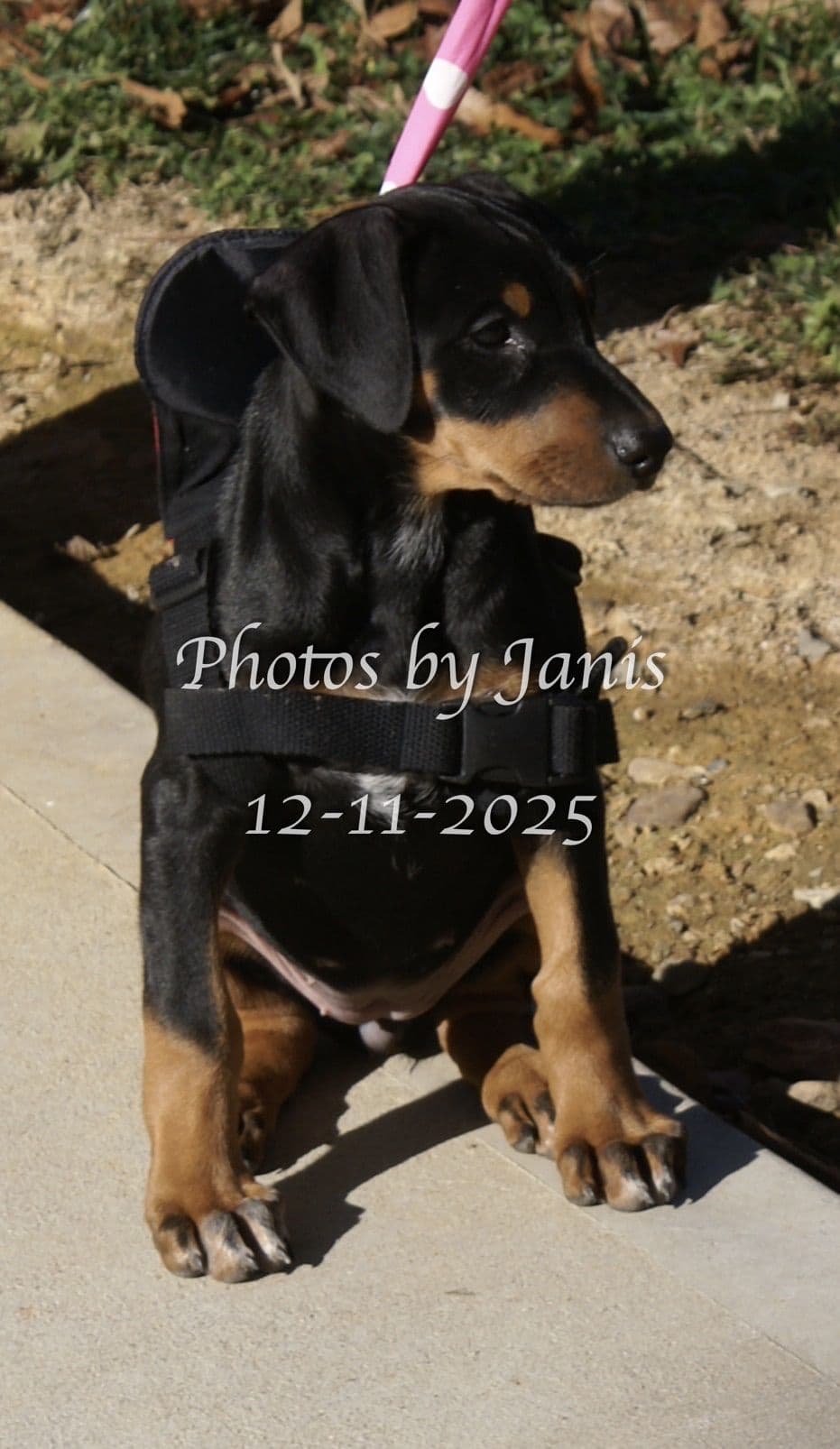 Doberman Pinscher Puppies breeder image 4