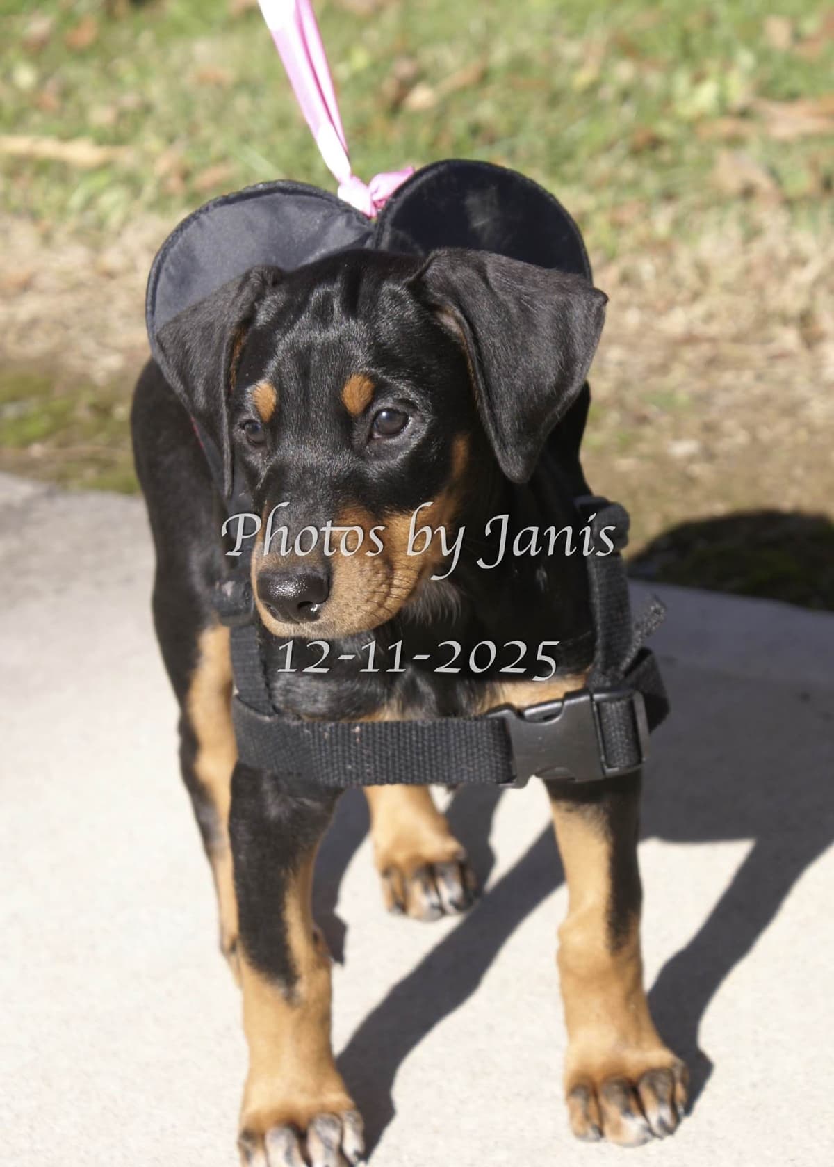 Doberman Pinscher Puppies breeder image 6