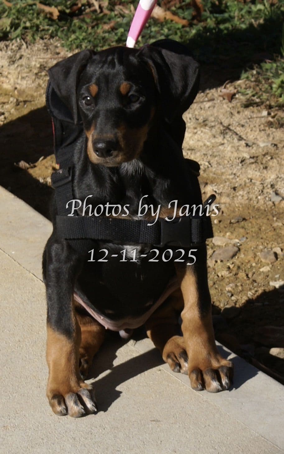 Doberman Pinscher Puppies breeder image 8