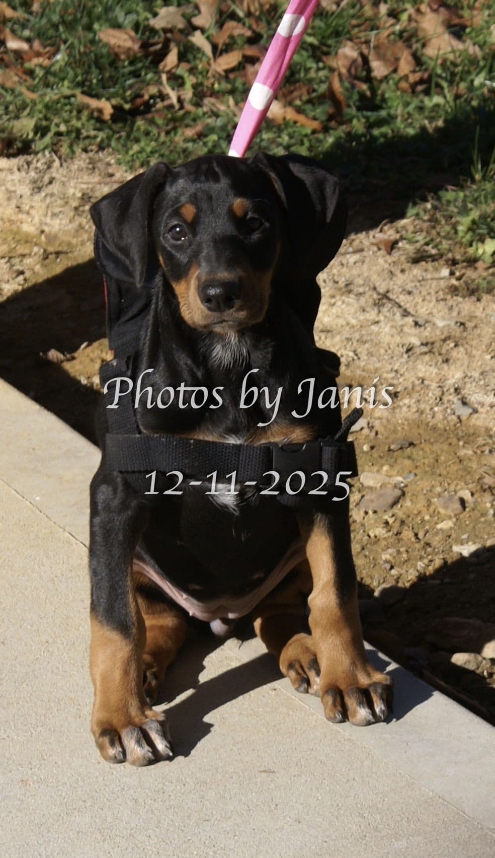 Doberman Pinscher Puppies breeder image 9