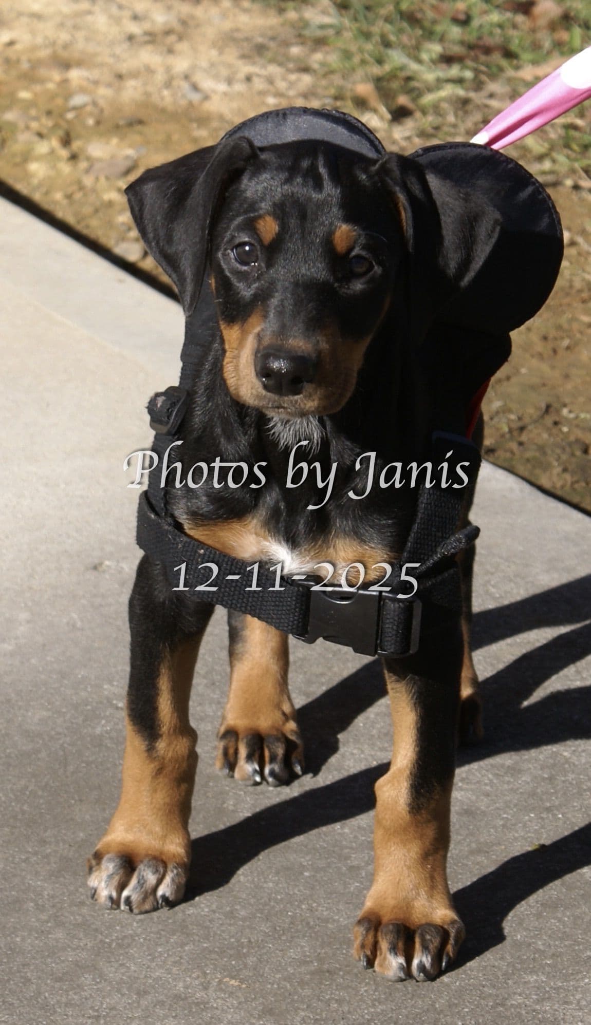 Doberman Pinscher Puppies breeder image 10