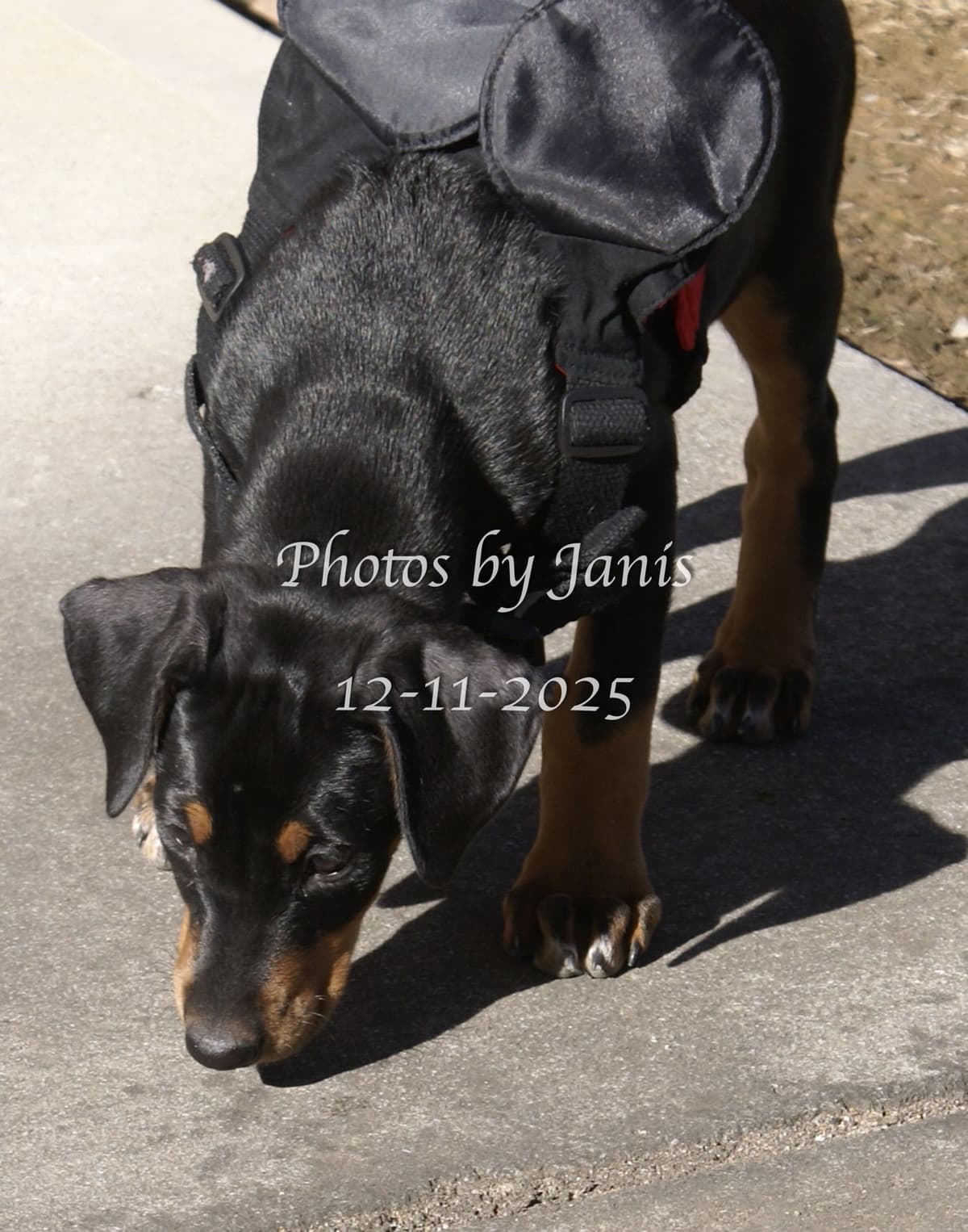 Doberman Pinscher Puppies breeder image 11