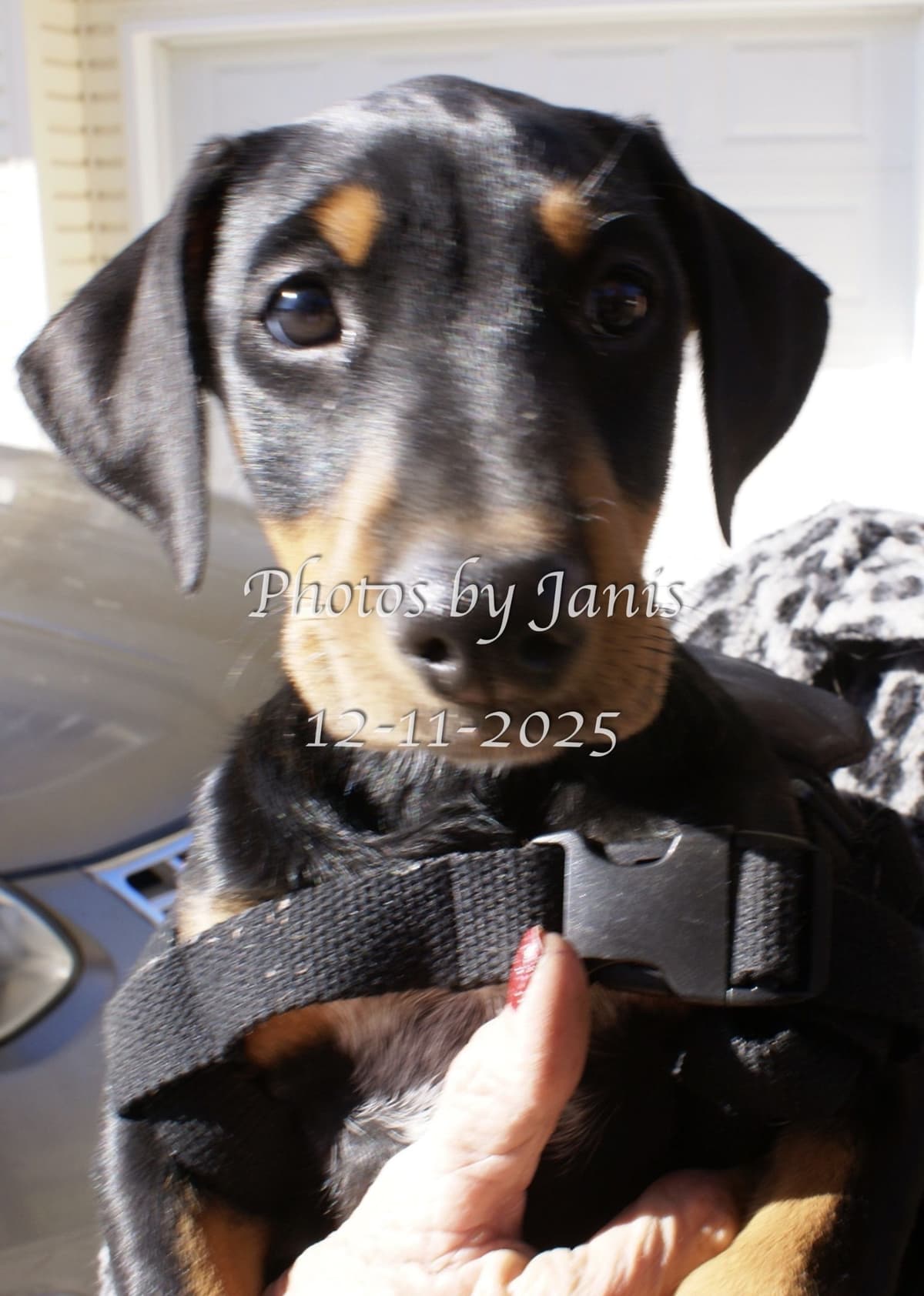 Doberman Pinscher Puppies breeder image 13