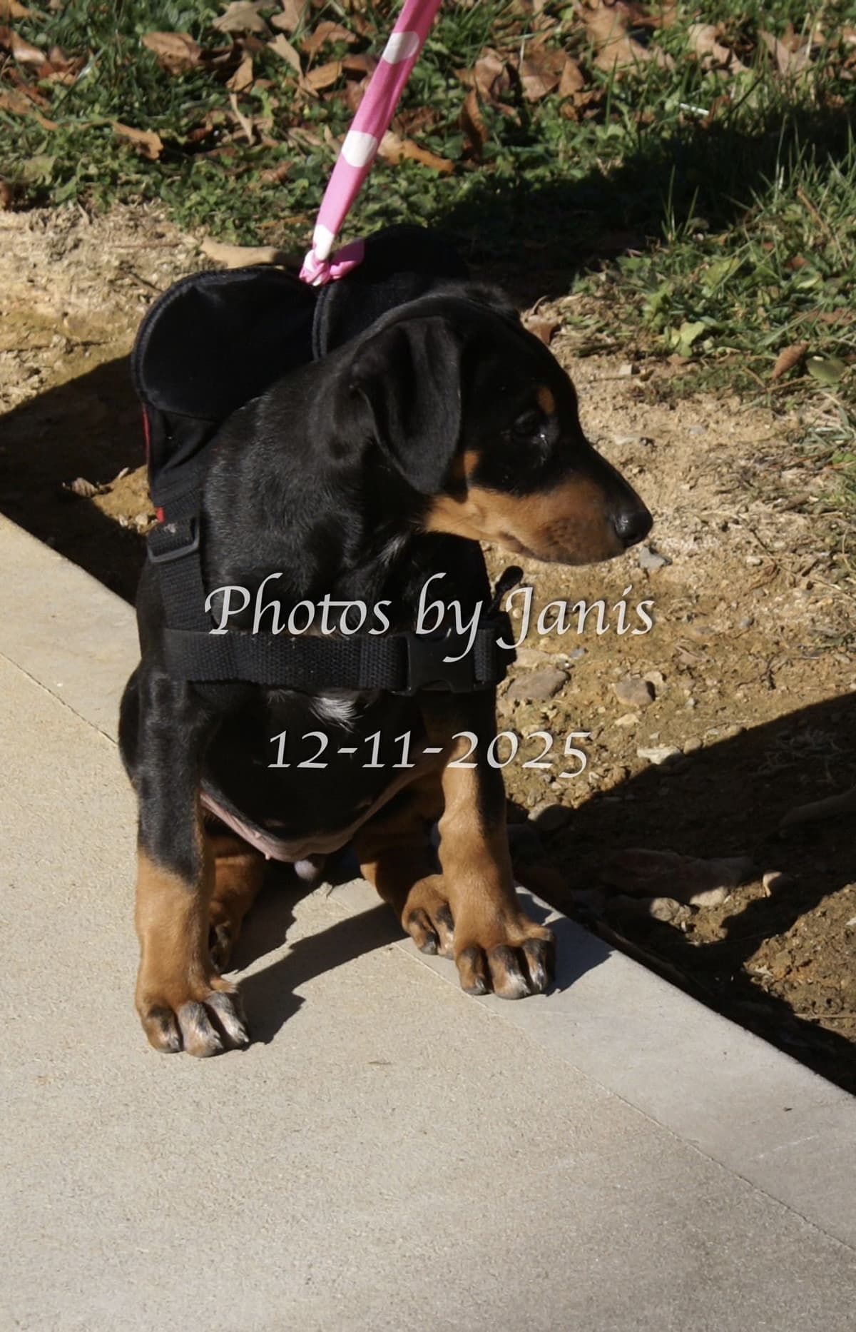 Doberman Pinscher Puppies breeder image 12