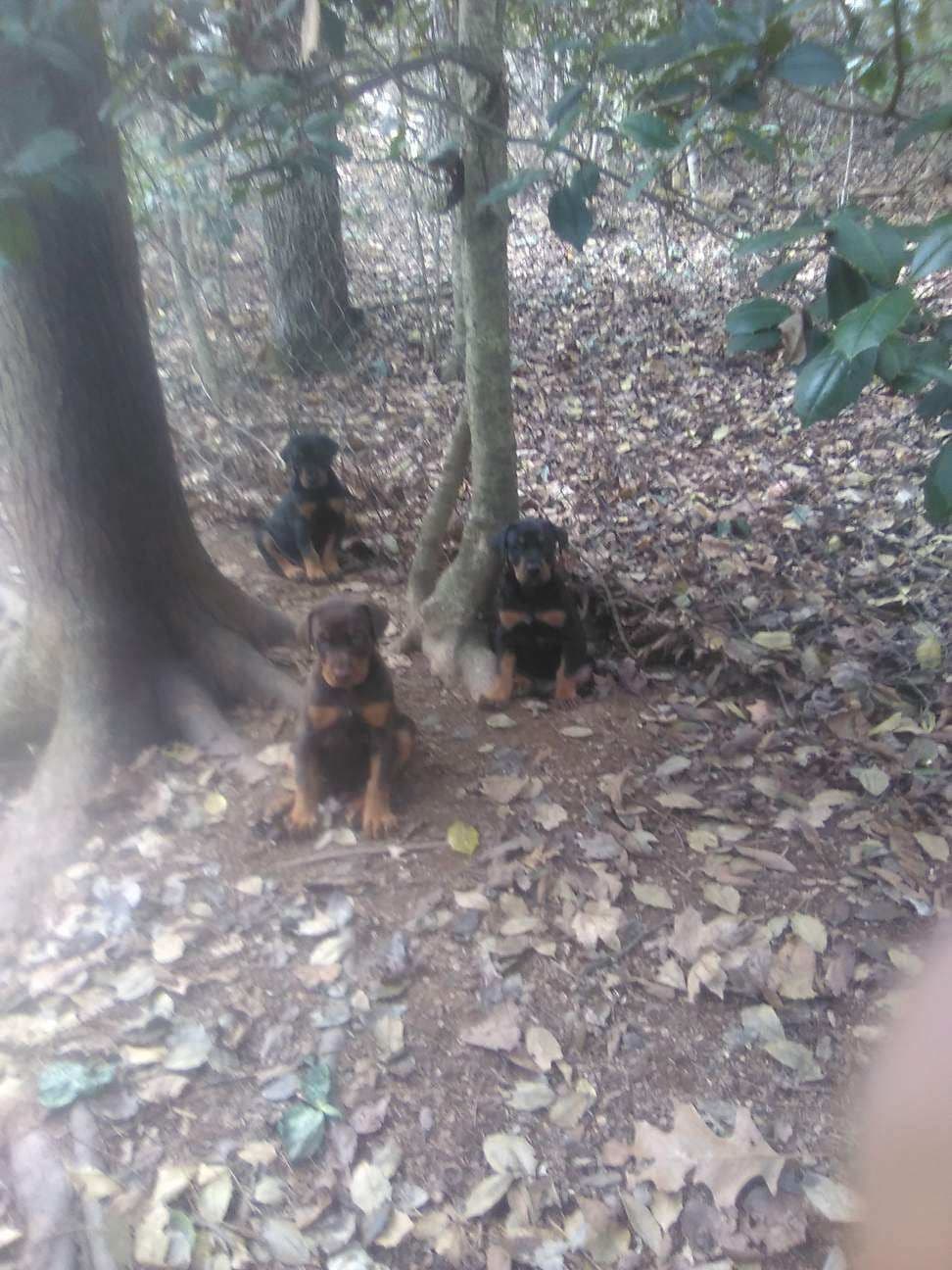Doberman Pinscher Puppies breeder image 15