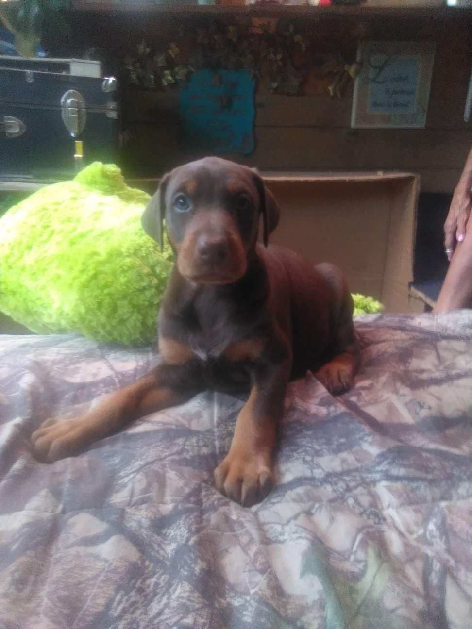 Doberman Pinscher Puppies breeder image 16