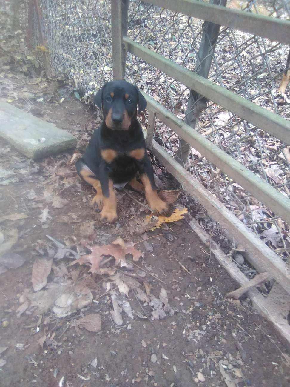 Doberman Pinscher Puppies breeder image 17