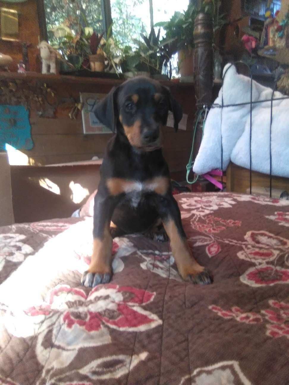 Doberman Pinscher Puppies breeder image 18