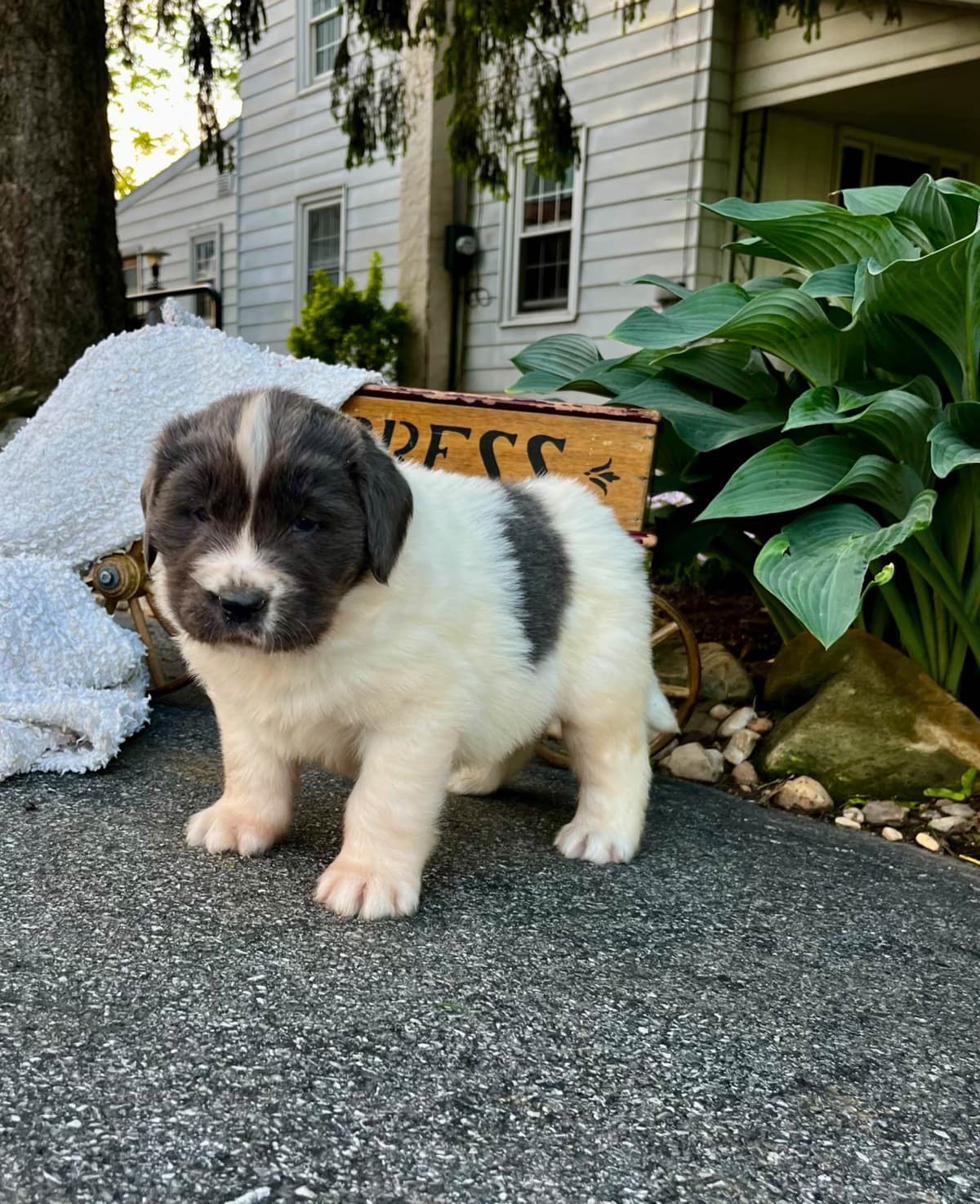 Genetic Tested🐾 Newfoundland Pups❤️Call/text 223-217-2202 breeder image 3
