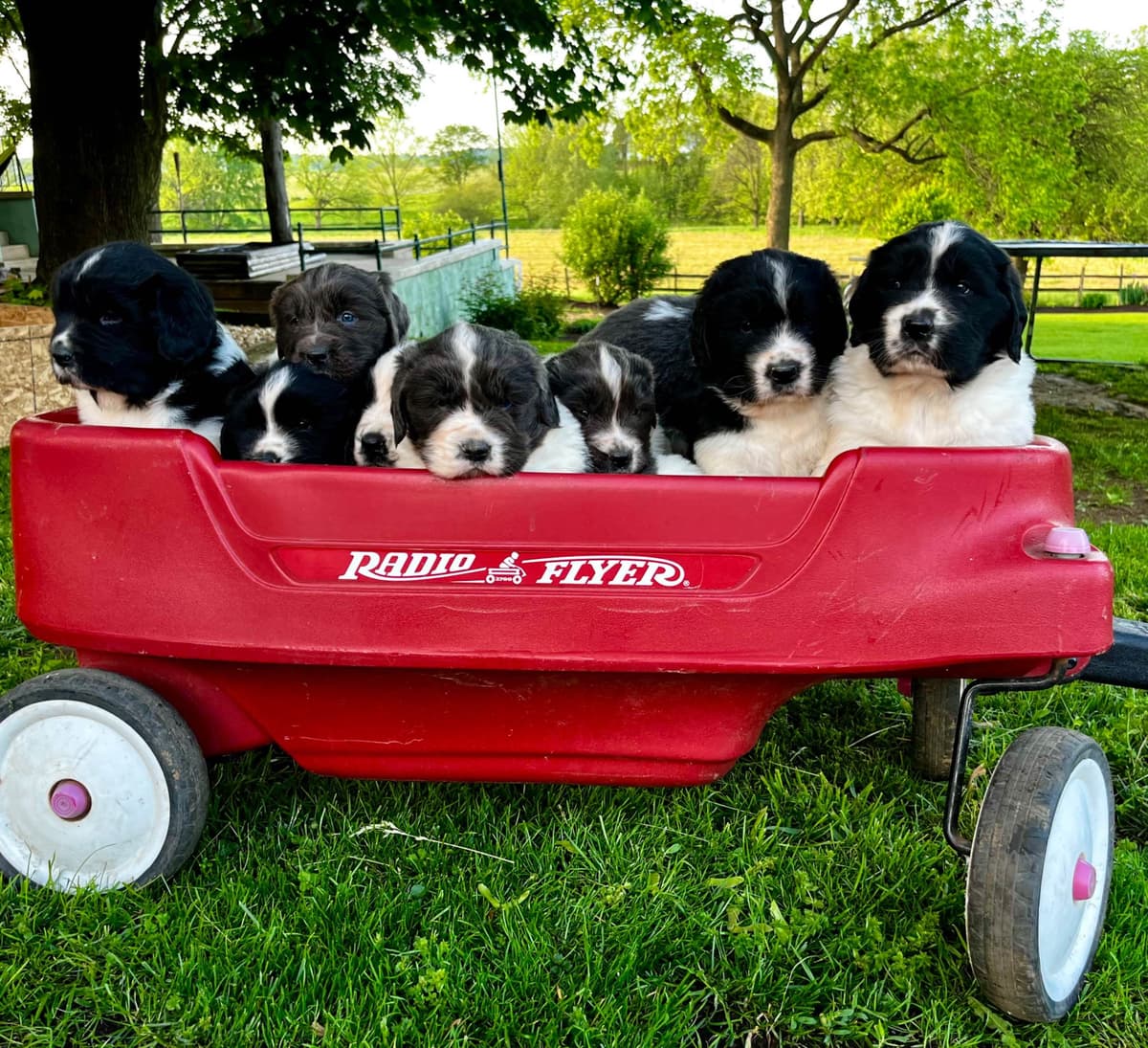 Genetic Tested🐾 Newfoundland Pups❤️Call/text 223-217-2202 breeder image 4