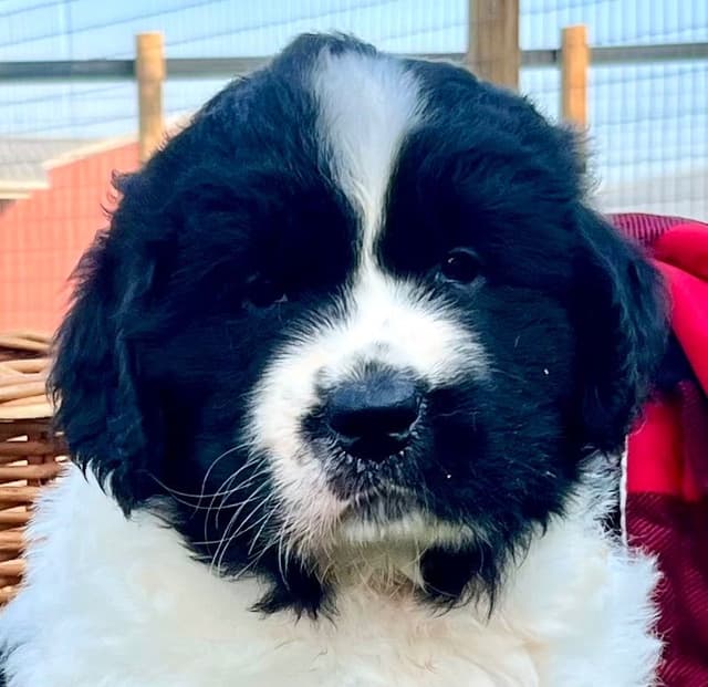 Genetic Tested🐾 Newfoundland Pups❤️Call/text 223-217-2202 media 5