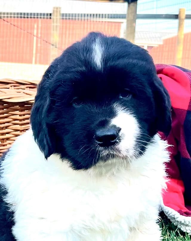 Genetic Tested🐾 Newfoundland Pups❤️Call/text 223-217-2202 media 7