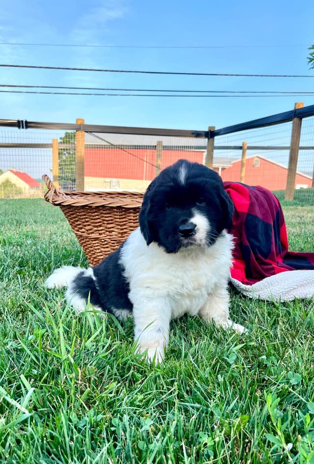 Genetic Tested🐾 Newfoundland Pups❤️Call/text 223-217-2202 media 8