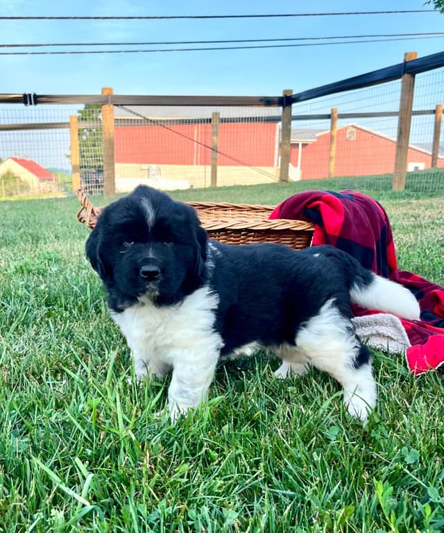 Genetic Tested🐾 Newfoundland Pups❤️Call/text 223-217-2202 media 11