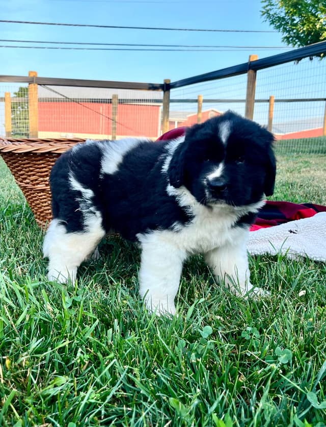 Genetic Tested🐾 Newfoundland Pups❤️Call/text 223-217-2202 media 9