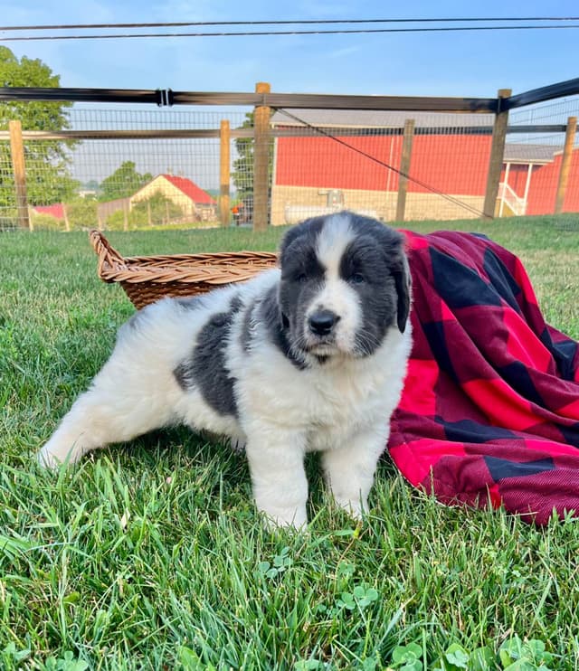 Genetic Tested🐾 Newfoundland Pups❤️Call/text 223-217-2202 media 12