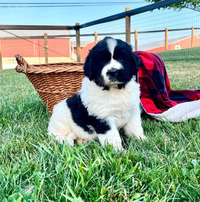 Genetic Tested🐾 Newfoundland Pups❤️Call/text 223-217-2202 media 6