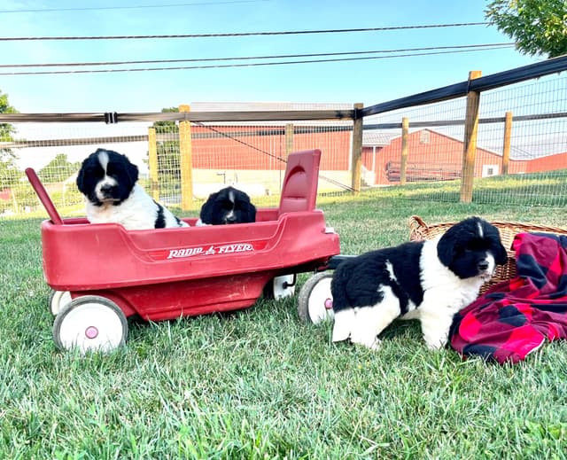 Genetic Tested🐾 Newfoundland Pups❤️Call/text 223-217-2202 media 3