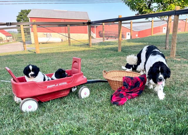 Genetic Tested🐾 Newfoundland Pups❤️Call/text 223-217-2202 media 2