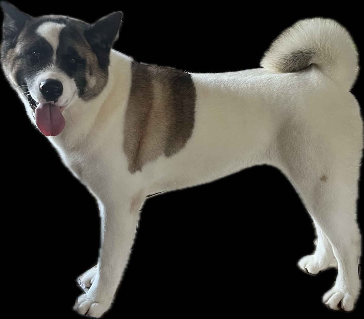 Akita Puppies breeder image 1