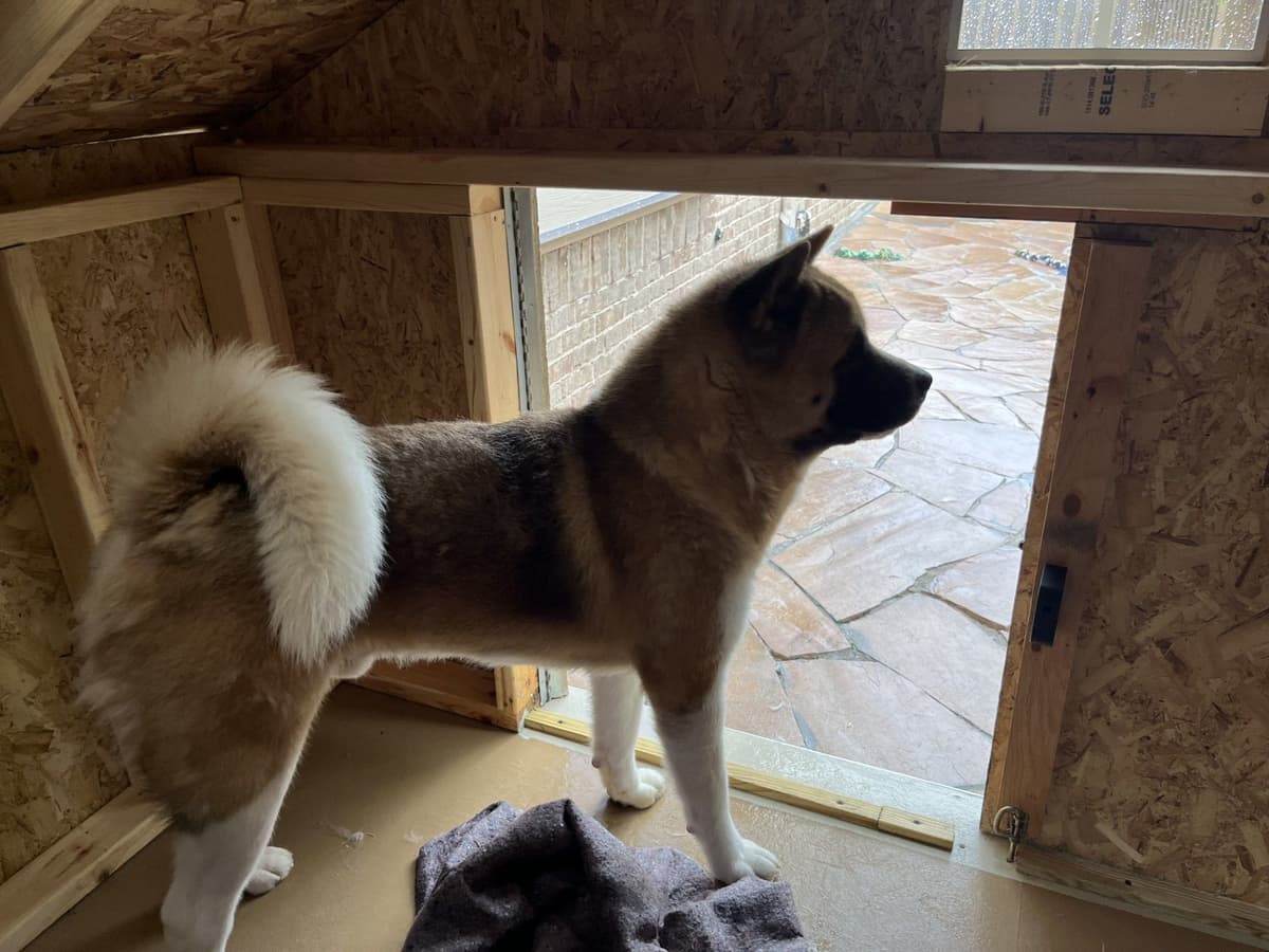 Akita Puppies breeder image 2