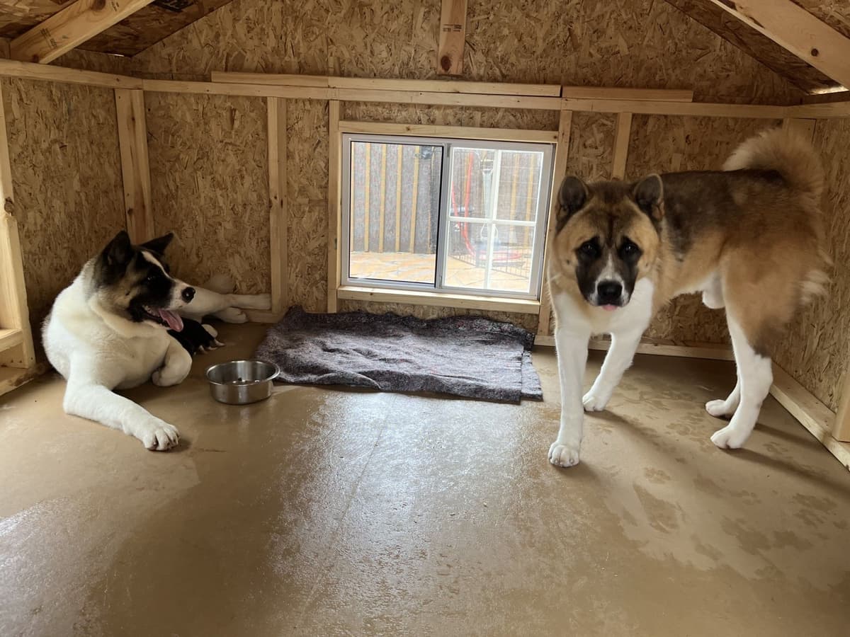 Akita Puppies breeder image 3