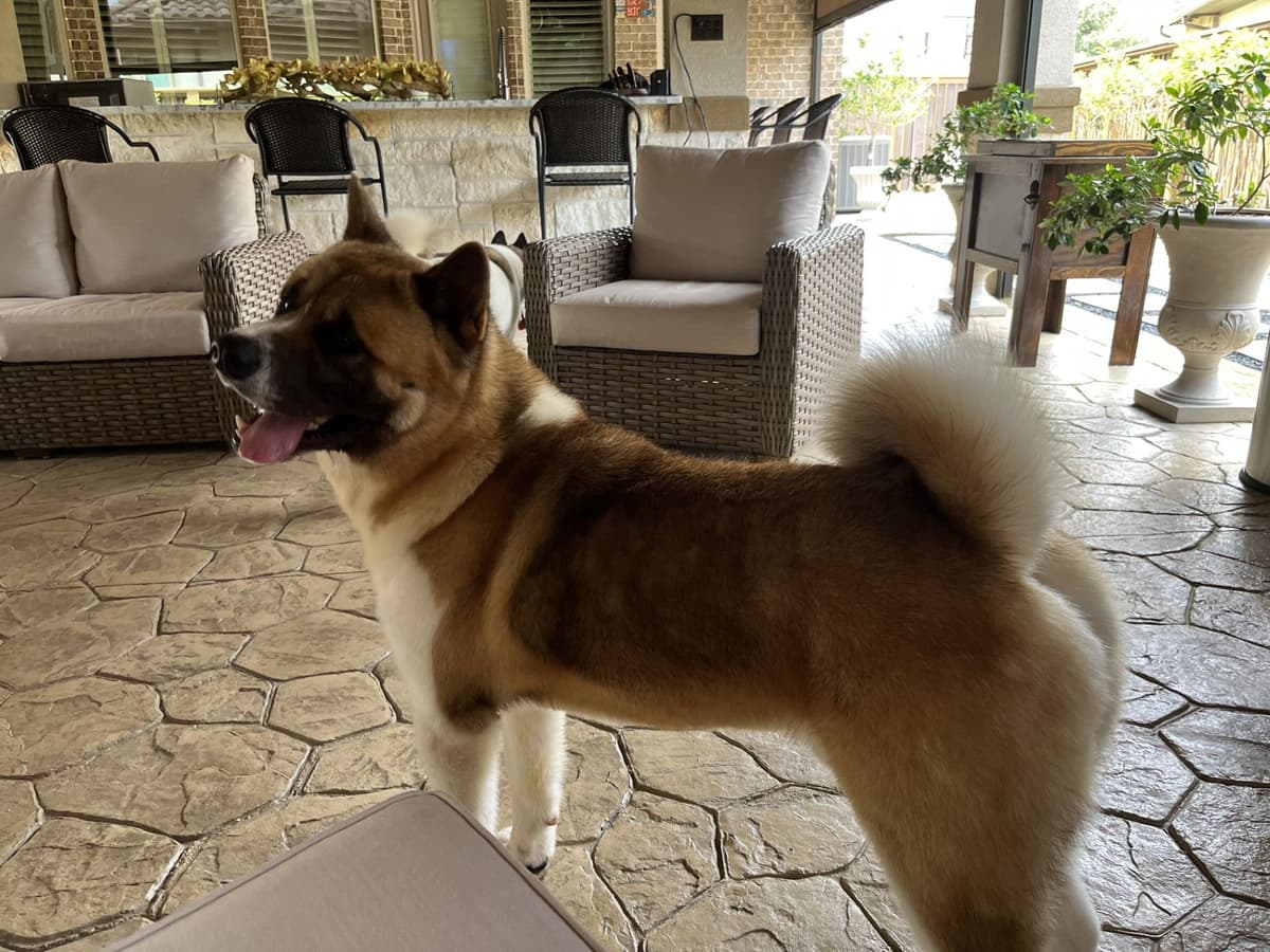 Akita Puppies breeder image 4
