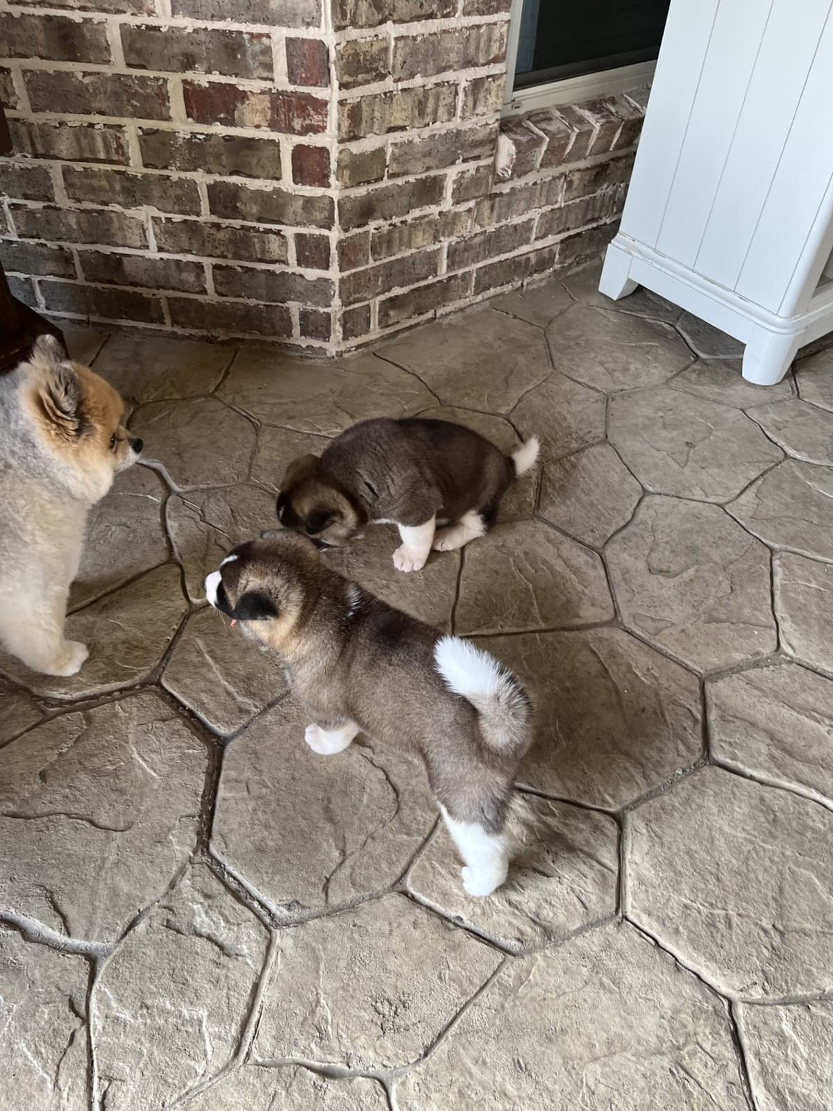 Akita Puppies breeder image 5