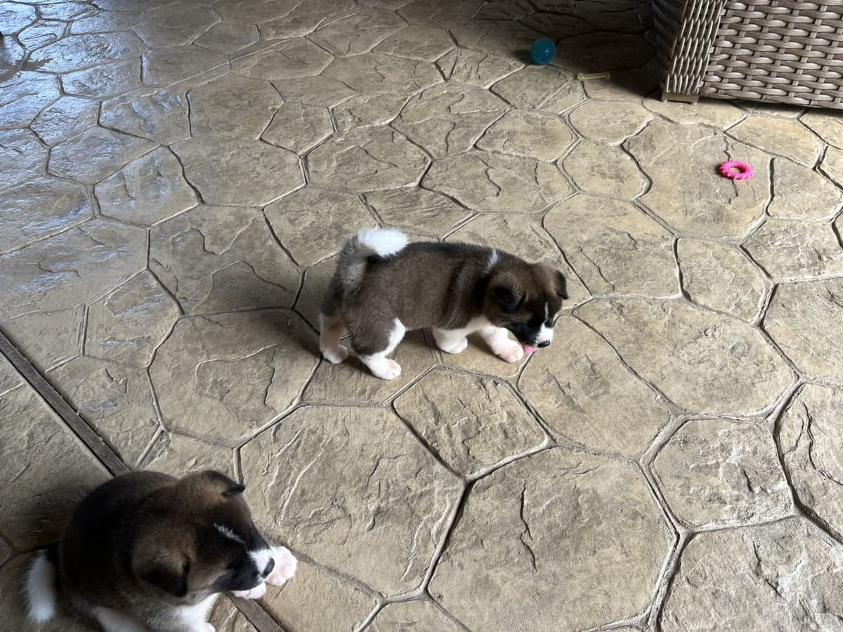Akita Puppies breeder image 6