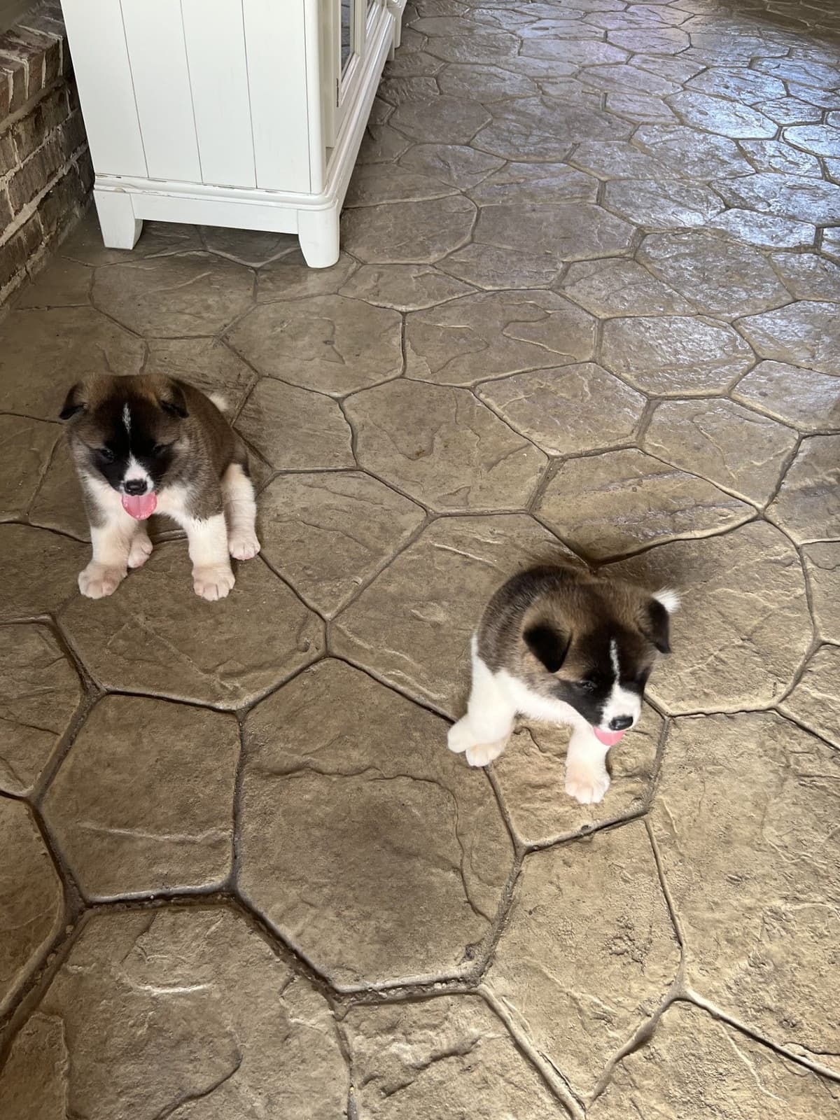 Akita Puppies breeder image 8