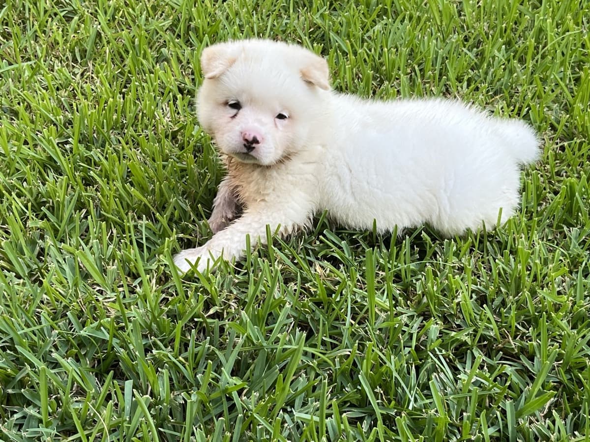 Akita Puppies breeder image 10