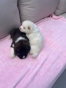 Akita Puppies media 2