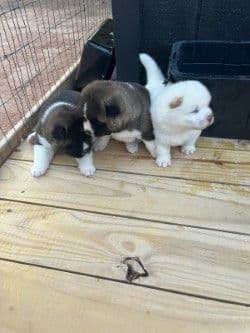 Akita Puppies media 3