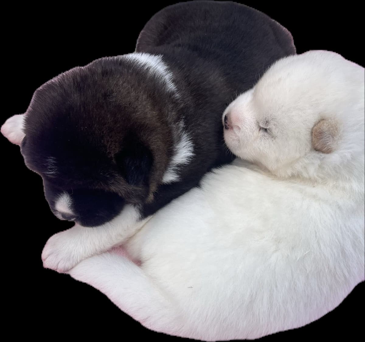 Akita Puppies breeder image 13