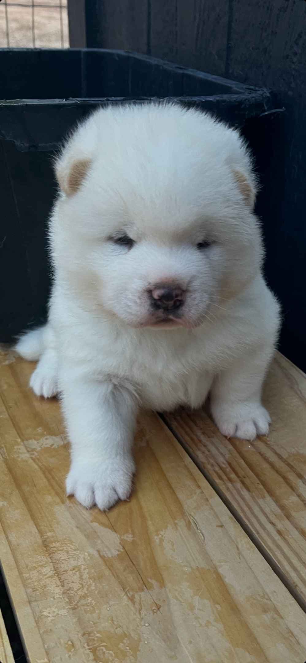 Akita Puppies breeder image 15