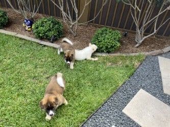 Akita Puppies media 5