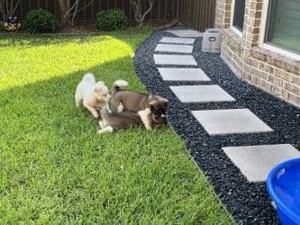 Akita Puppies media 6