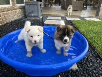 Akita Puppies media 7