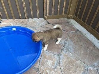 Akita Puppies media 8