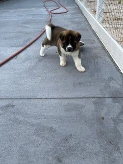 Akita Puppies breeder image 17