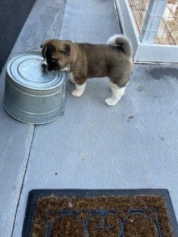 Akita Puppies breeder image 20
