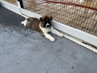 Akita Puppies breeder image 21