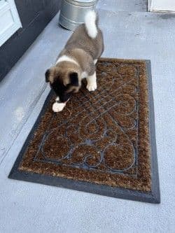 Akita Puppies breeder image 22