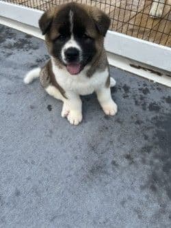 Akita Puppies breeder image 23