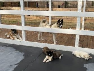 Akita Puppies breeder image 24