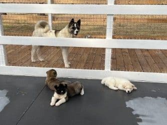 Akita Puppies breeder image 26
