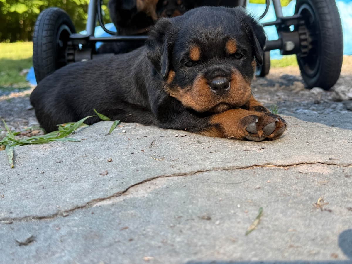 Rottweiler Puppies breeder image 2