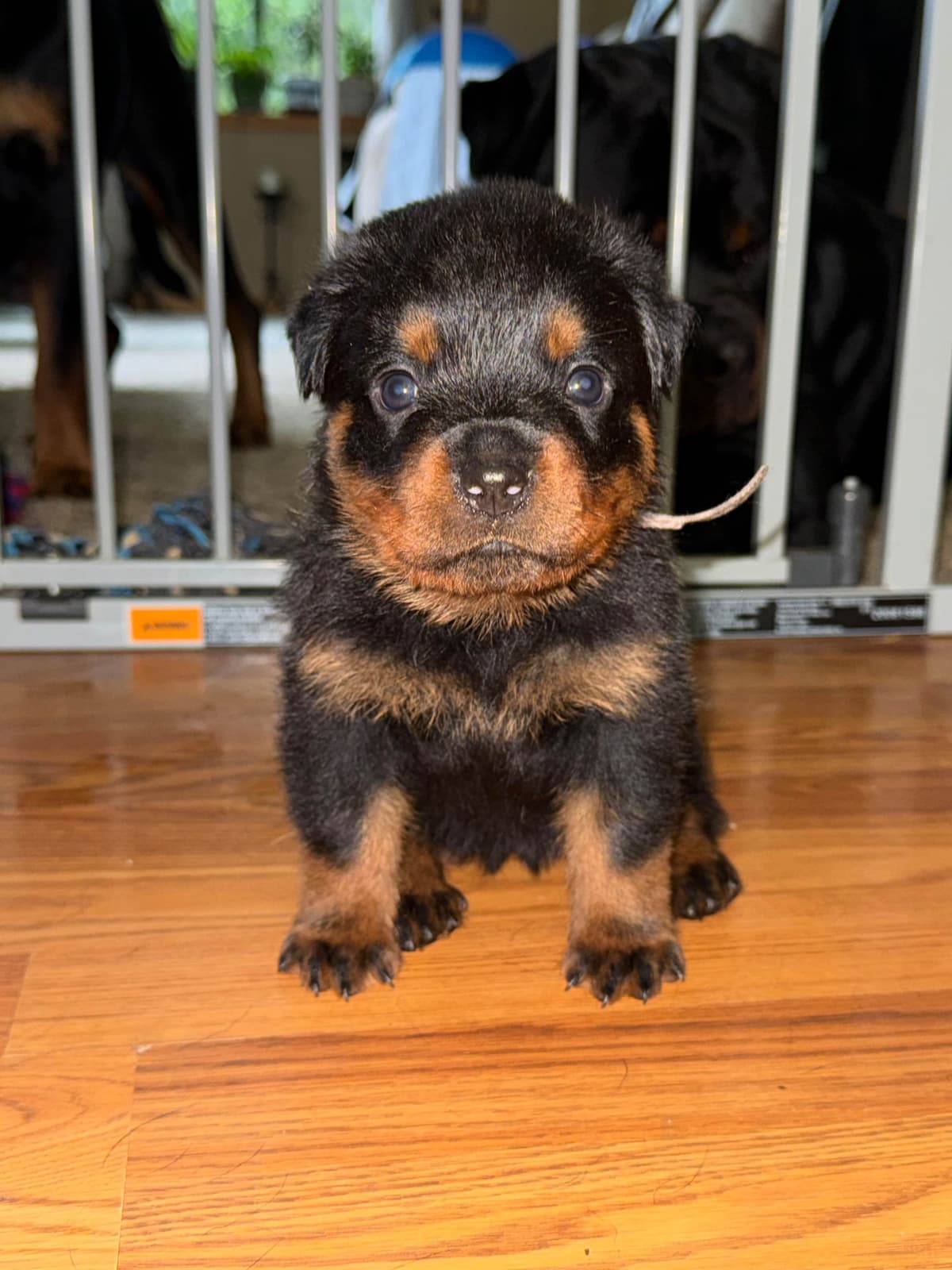Rottweiler Puppies breeder image 3