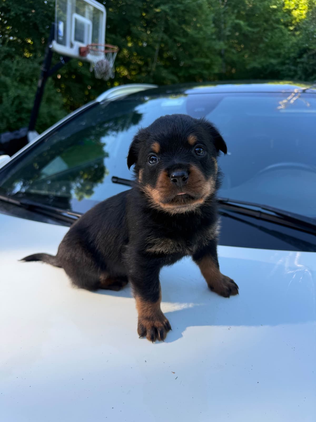 Rottweiler Puppies breeder image 4